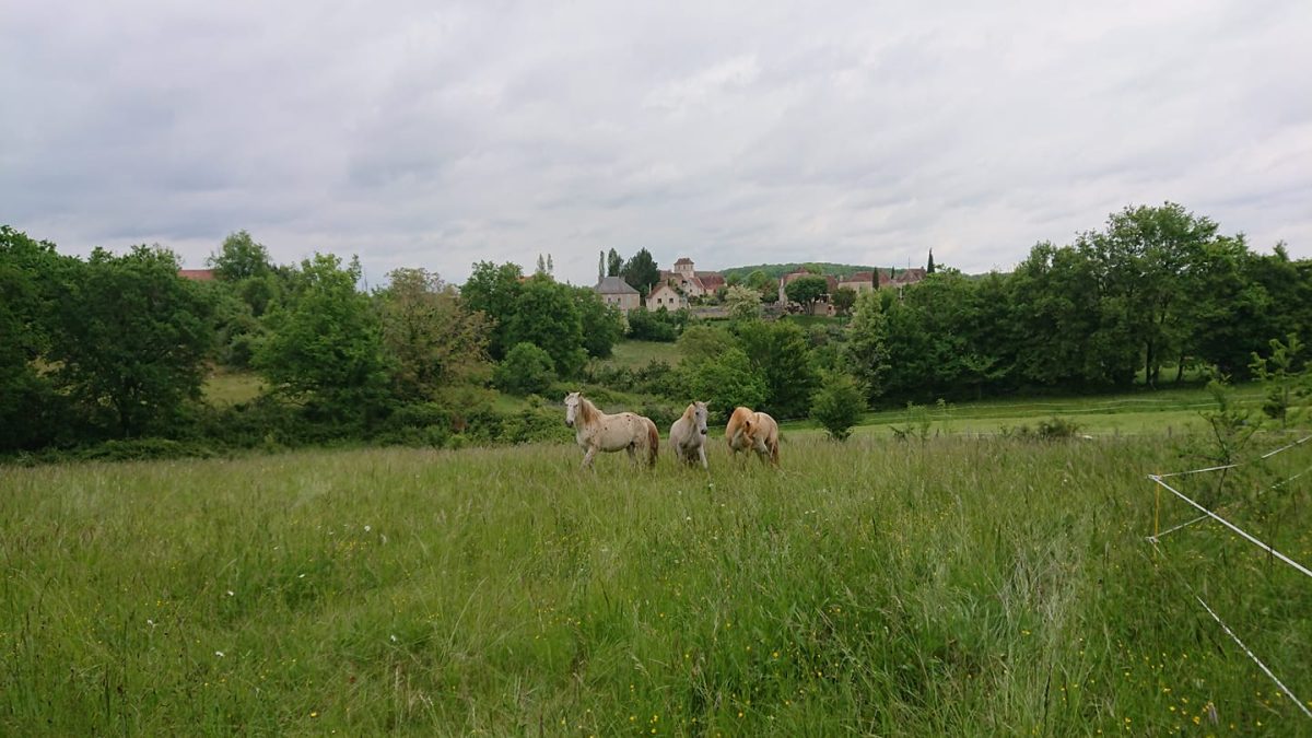 Chevaux du Causse