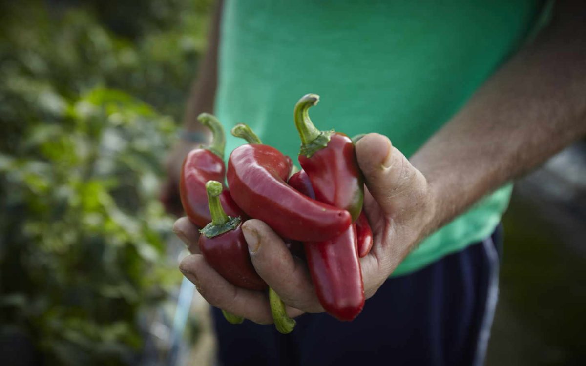 Atelier du Piment