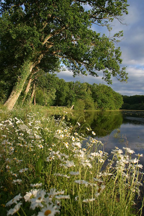 L'Etang de la Benette