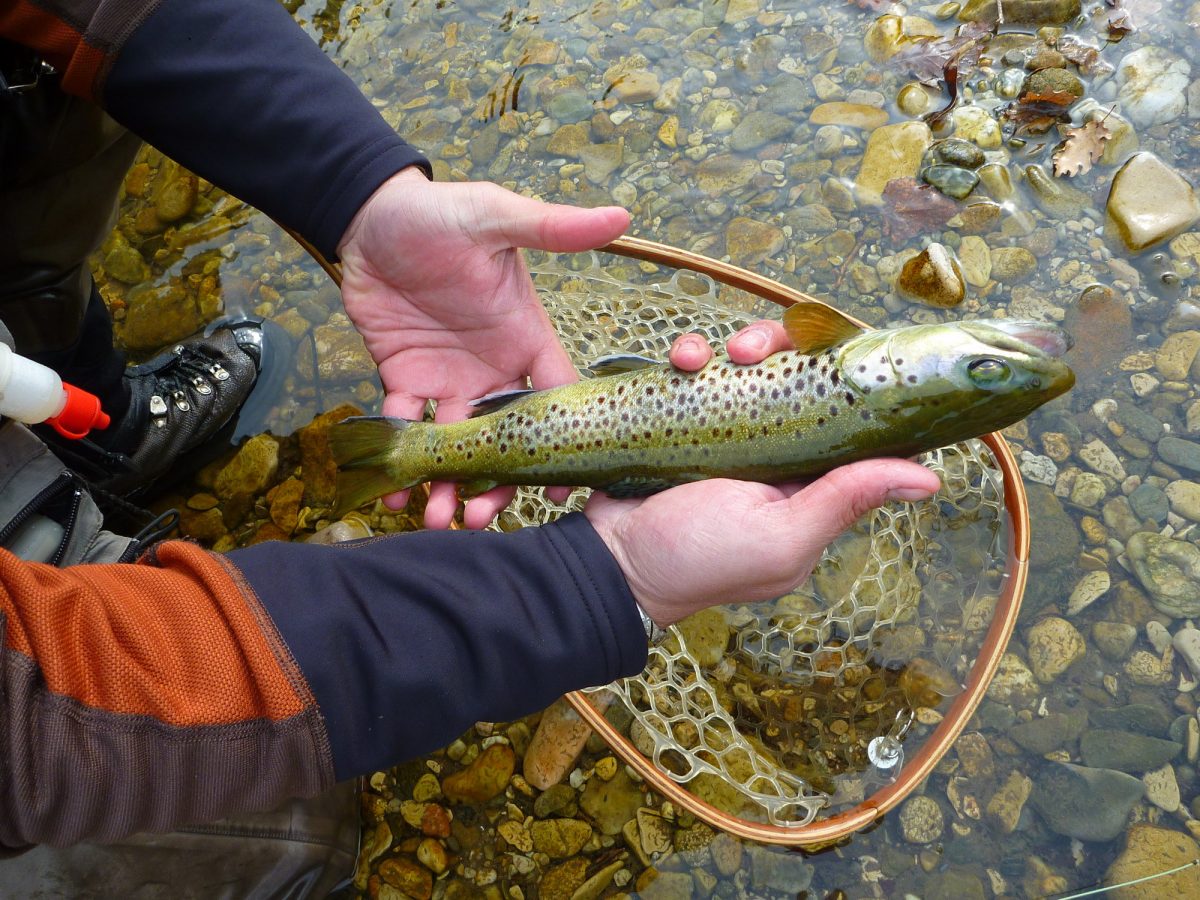 PÊCHE AU COUP