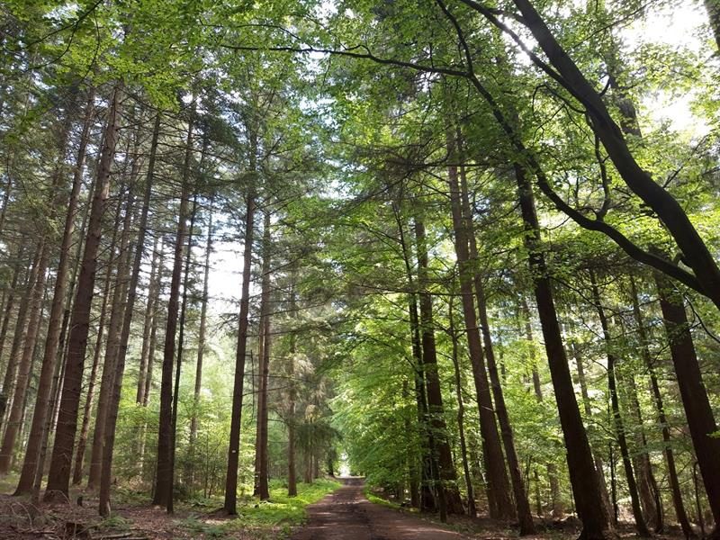 Forêt domaniale de Saint-Avold