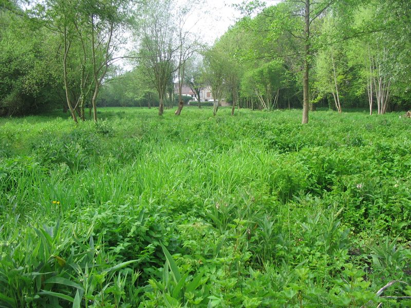 L'Etang de l'Isle