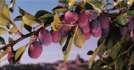 Perles de Gascogne