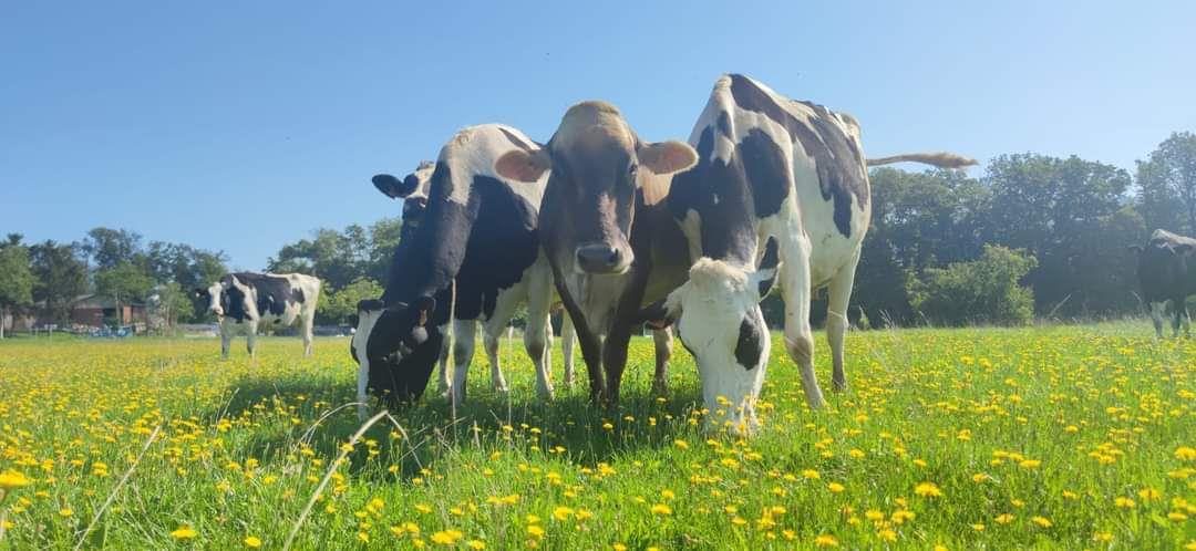 Ferme Suss