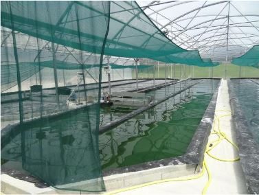 Spiruline du Doubs