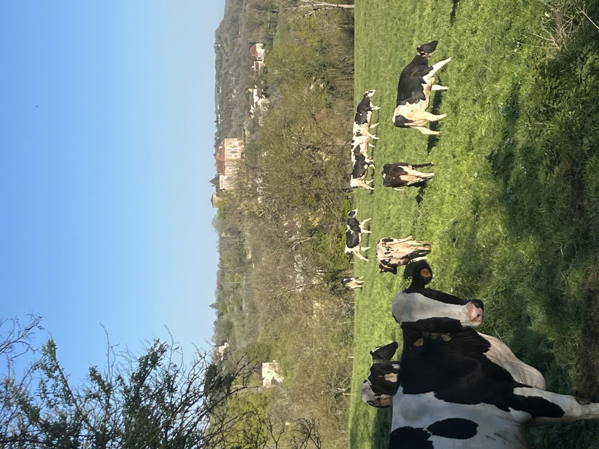 Les Vaches Heureuses