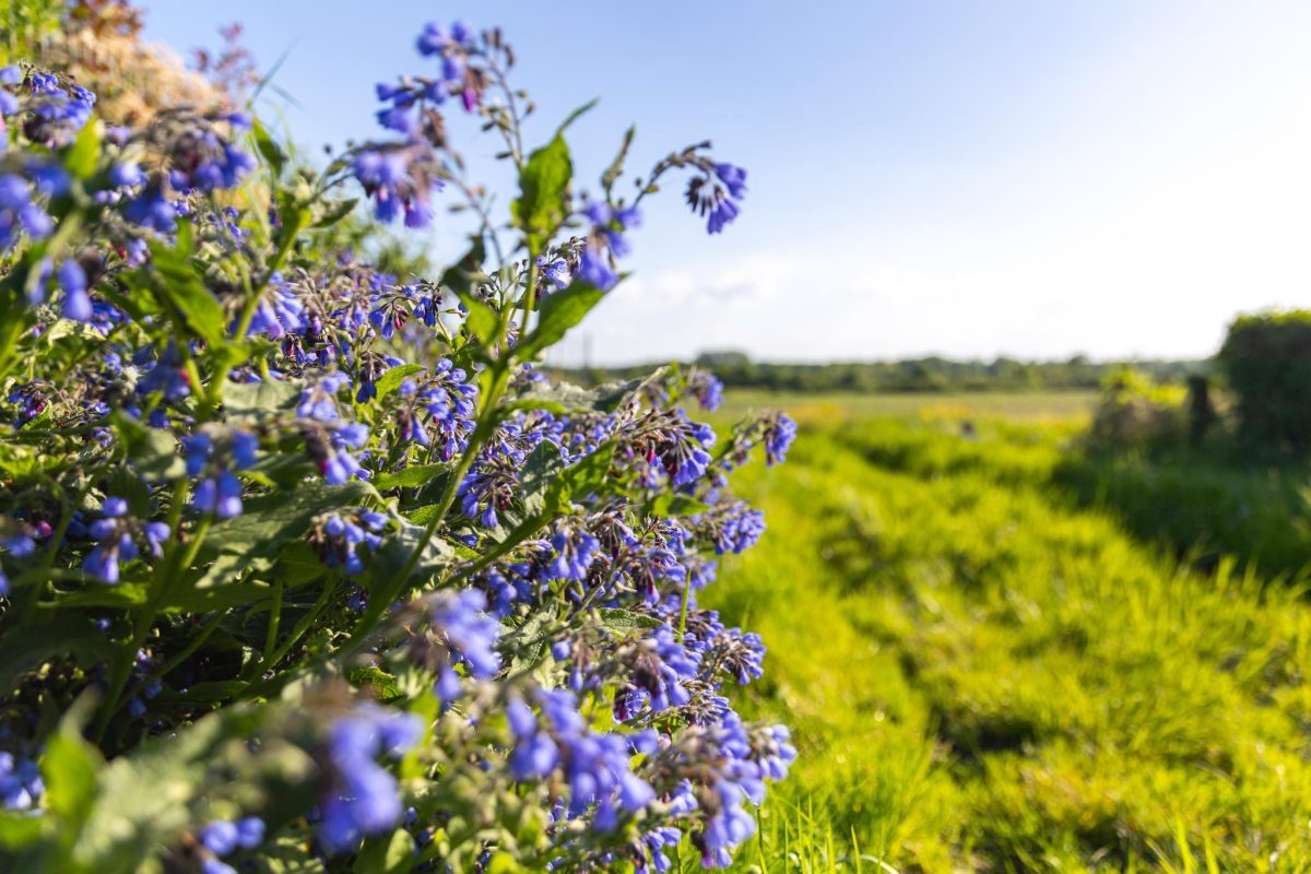 Espace naturel sensible des Varinnes