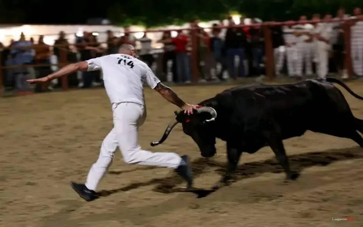 Course de vaches