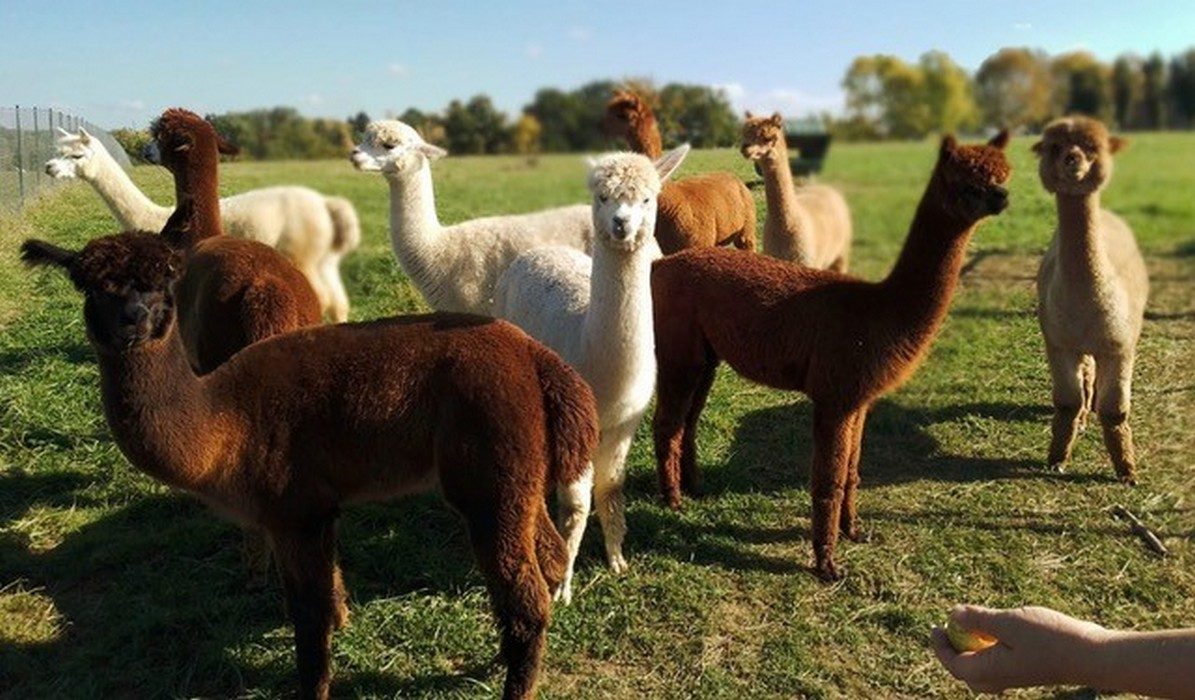 Animalaine : Alpagas de la Vallée du Lot