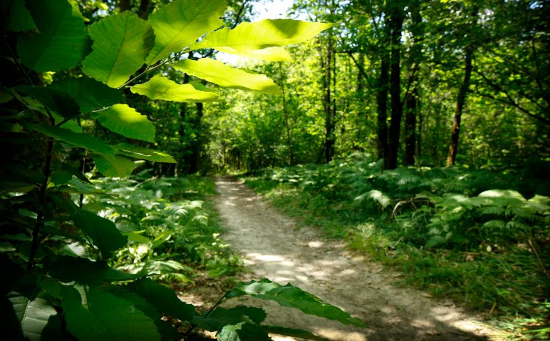 Bois de Margnat