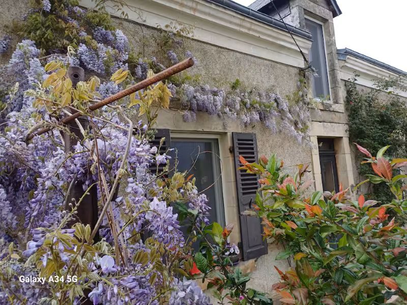 Les chaumes violettes