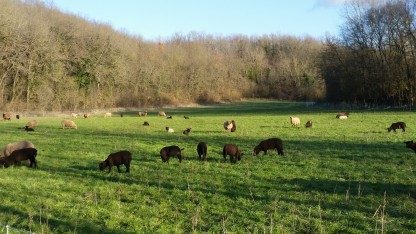 L'Agneau du Thouet