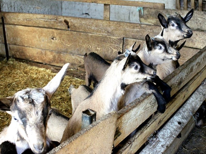 FERME D'EN BARRUS