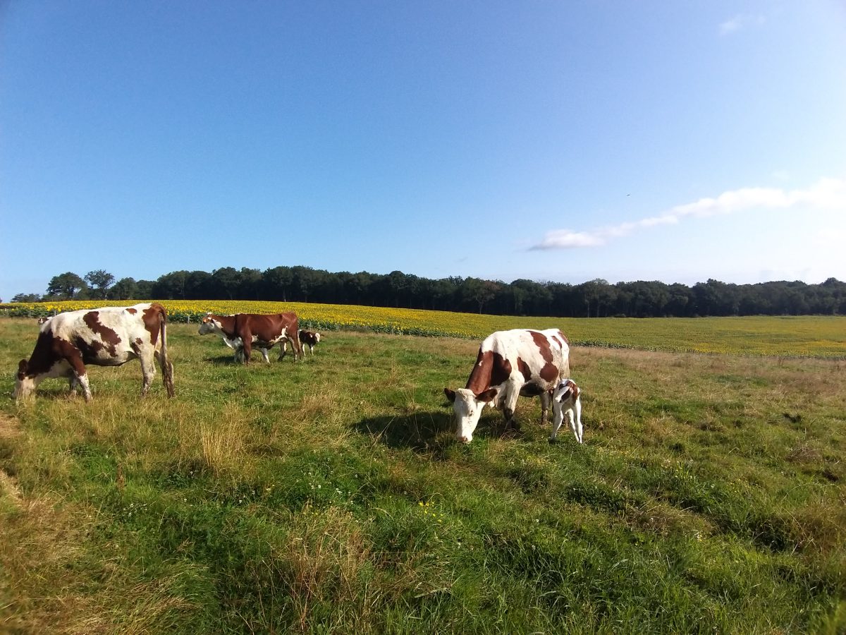 La Ferme des Trefles