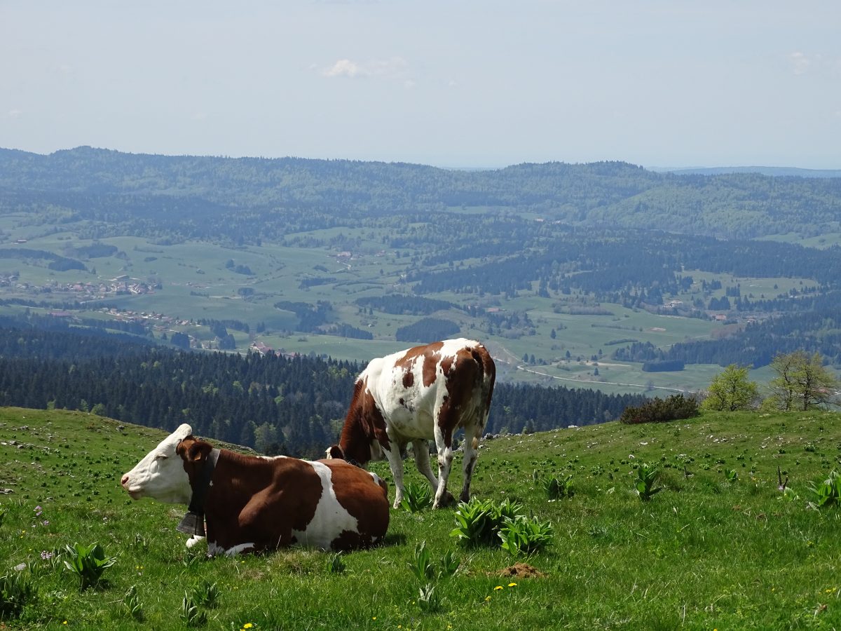 Office de Tourisme du Pays du Haut-Doubs