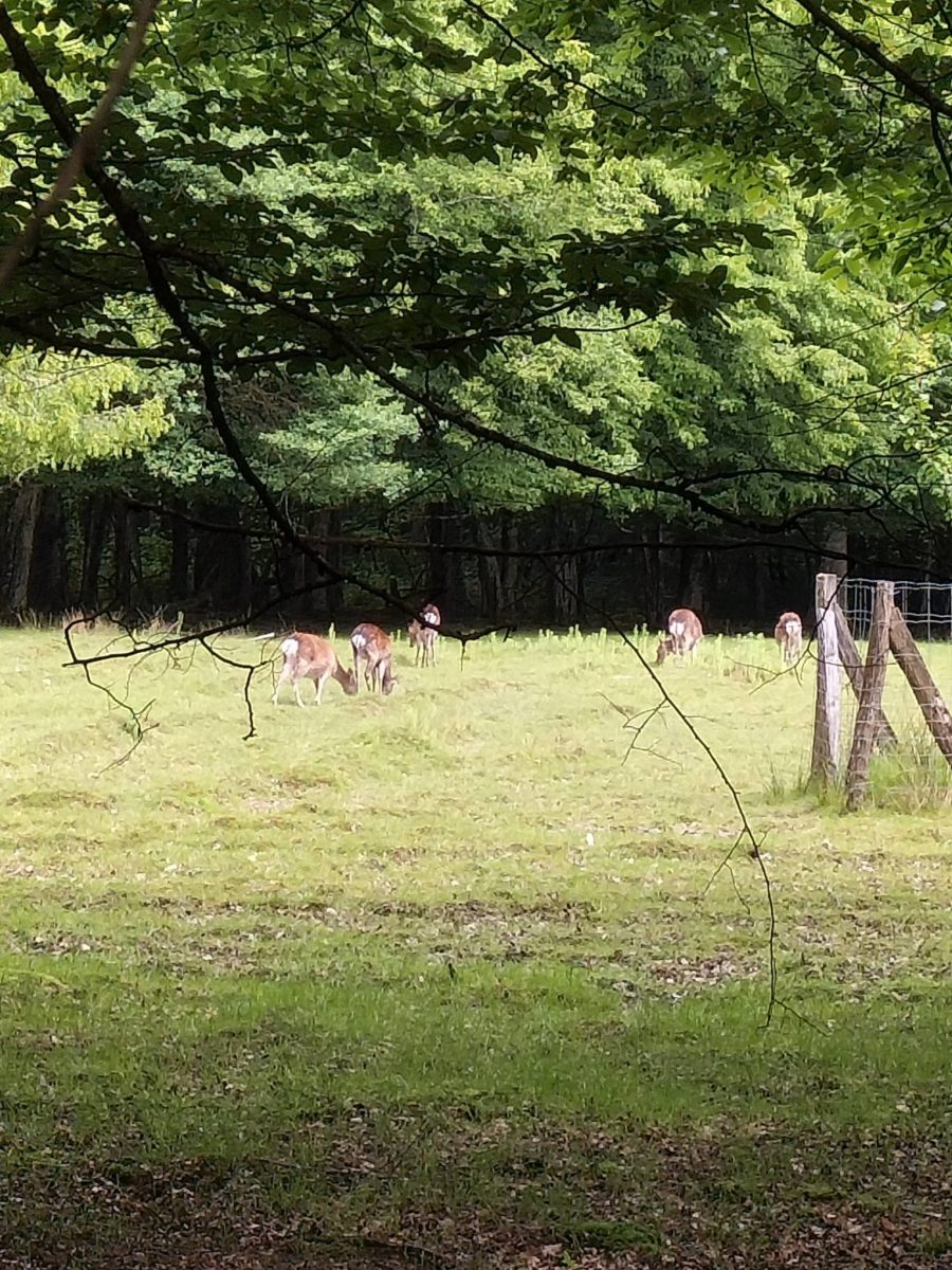 Parc de la Sauline