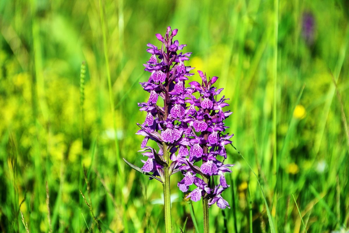 Site naturel des Grands Buissons