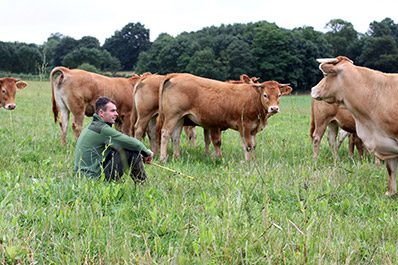 Les Belles Vaches