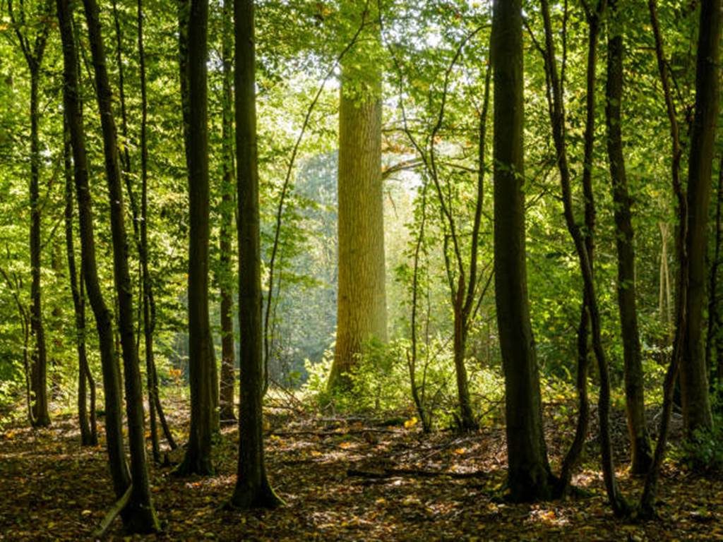 Jeu de piste en forêt