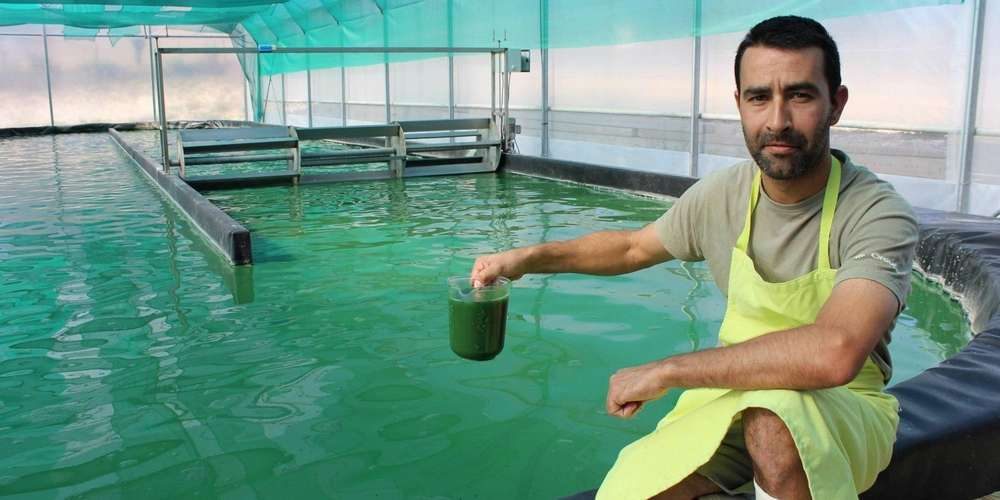 Spiruline Vallée de l'Isle