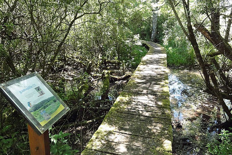 Marais des Grands Prés à Saucourt-sur-Rognon