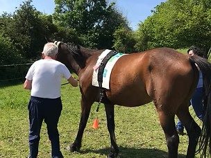 [Équidays] Découverte des soins et thérapies complémentaires pour les chevaux
