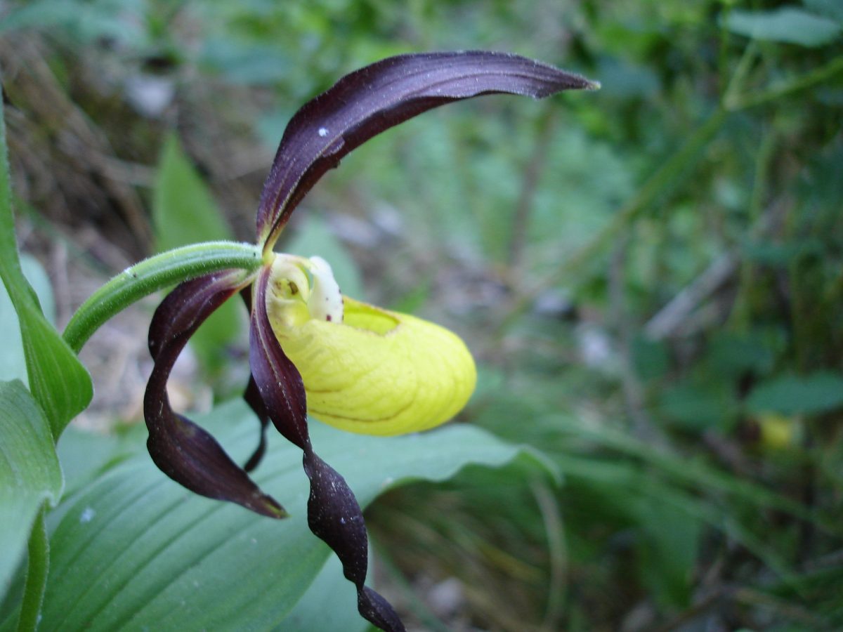 SITE NATURA 2000 - HABITATS : LE SABOT DE VENUS