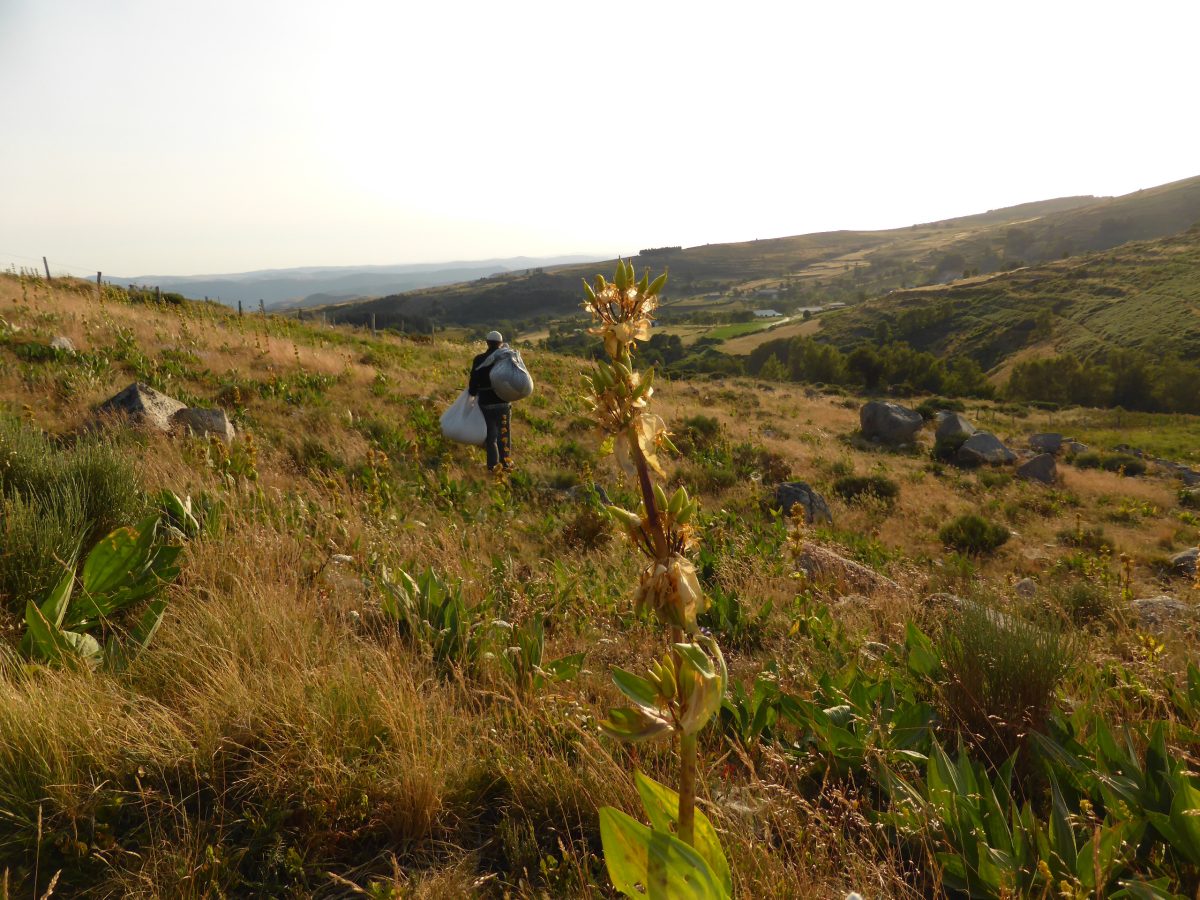 LES SECRETS DES PLANTES SAUVAGES DES SOMMETS