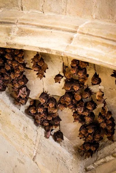 Visite à la découverte des chauves-souris de la chartreuse Saint-Sauveur