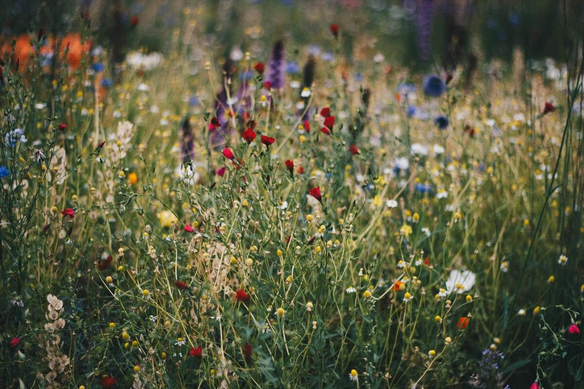 Été actif | Balade découverte des plantes sauvages, comestibles et médicinales