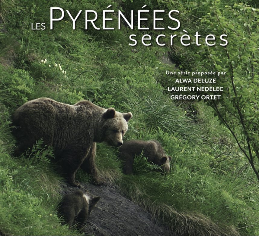 Projection - échanges : Le roi des fôrets ancestrales, l'Ours Brun