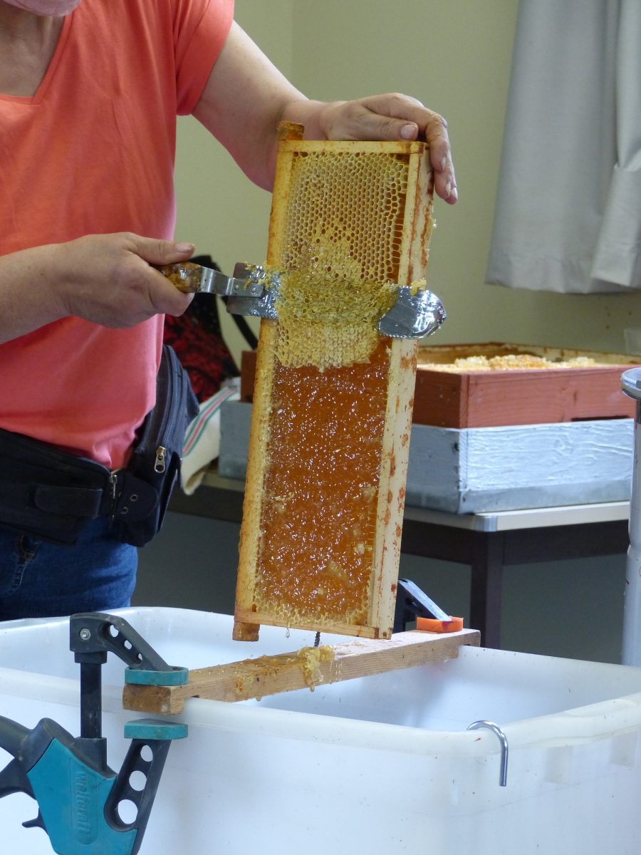 Extraction de miel