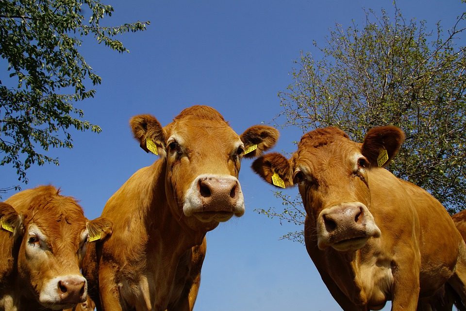 Viande de boeuf de Martial Anger