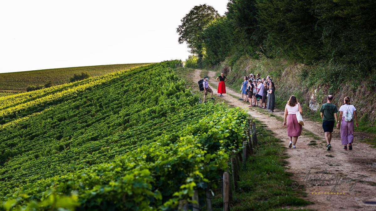 Balade-dégustation It's Wine Time dans les vignes