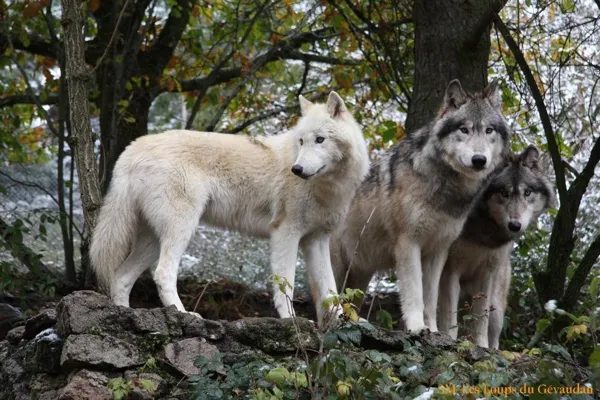 Parc des loups du Gévaudan