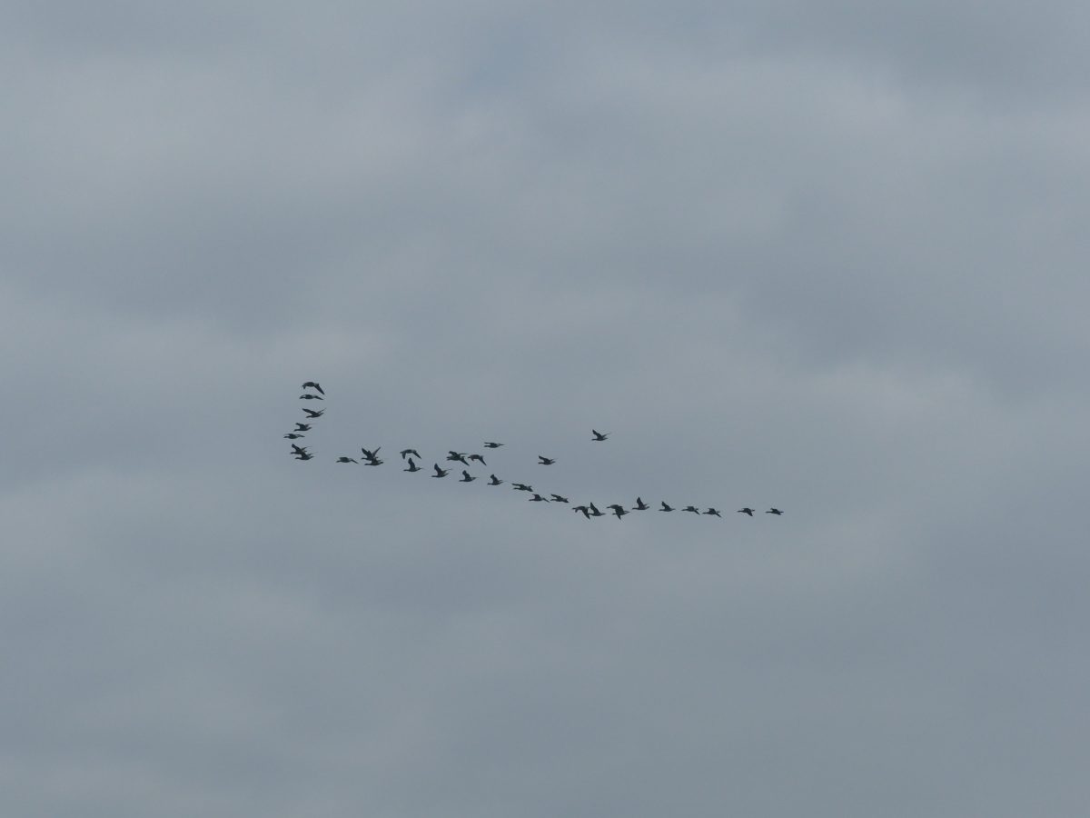 Balade nature "La migration"