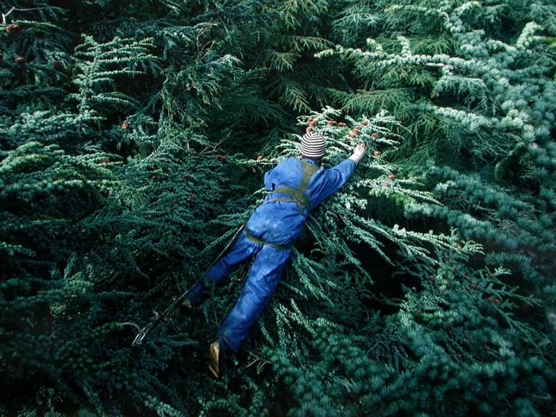 Balade - Graine de forêts