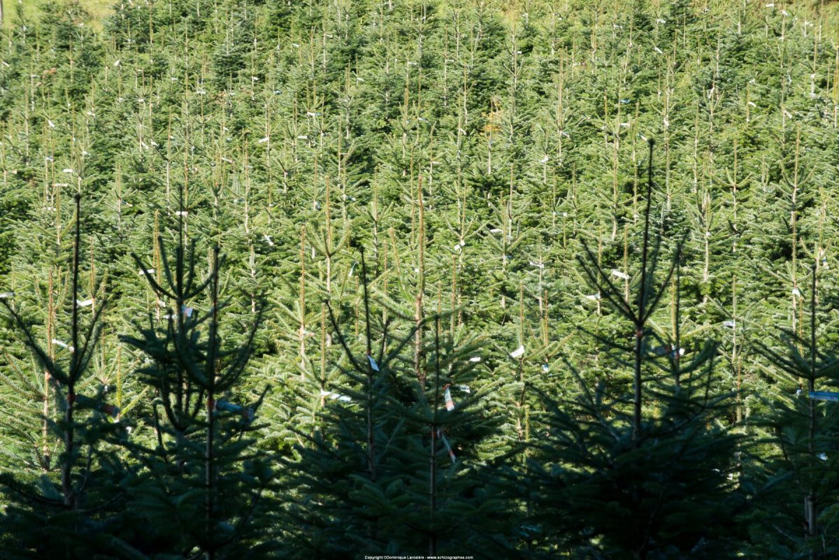 Association française du sapin de Noël naturel
