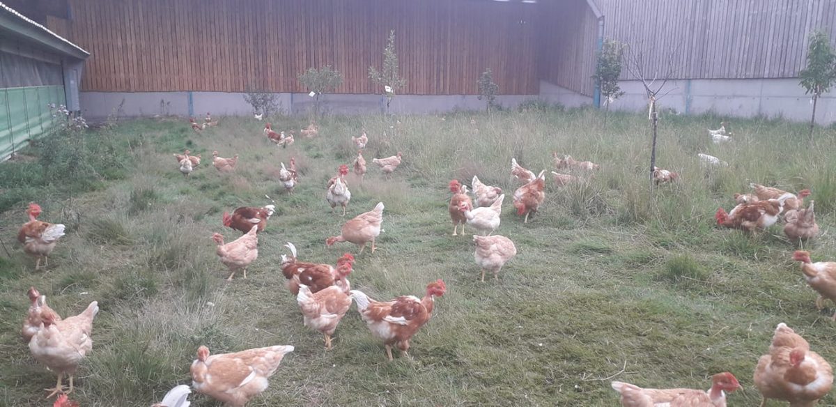 Le Charme des poulets d'ici