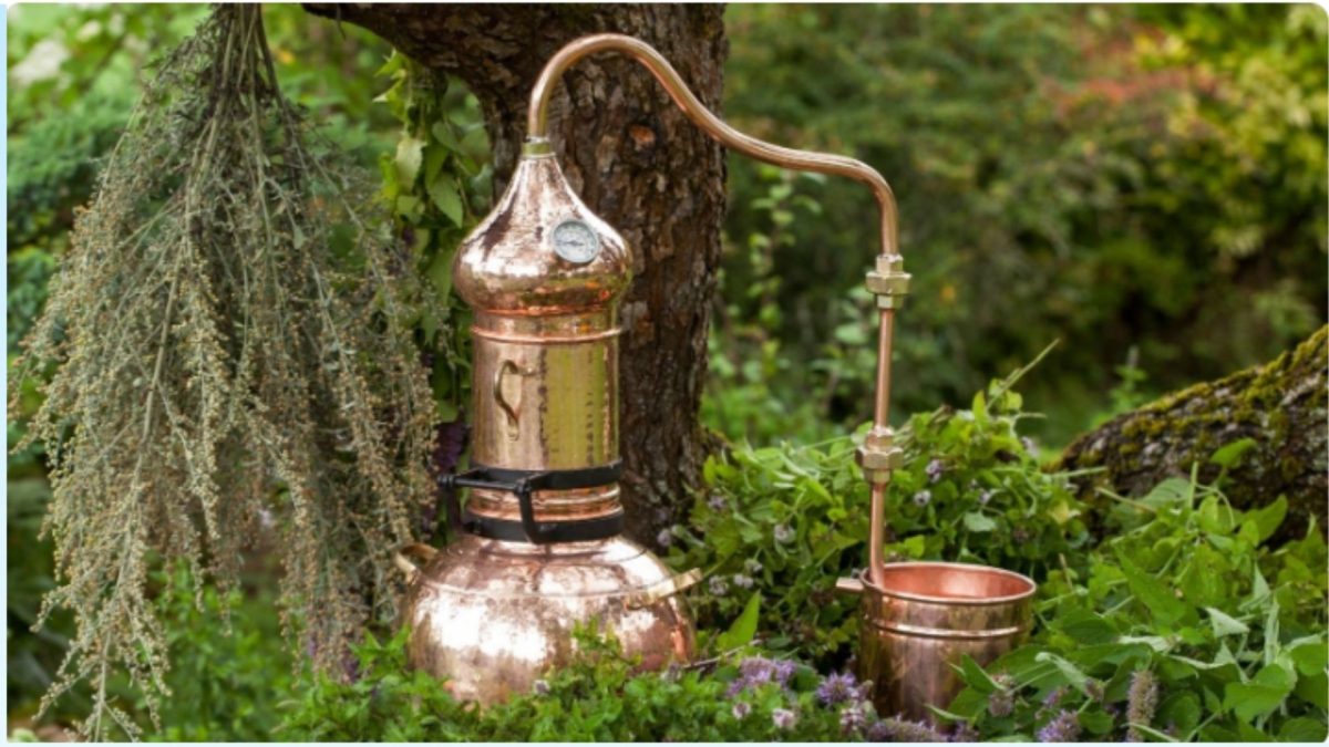 Atelier- Distillation : hydrolats et huiles essentielles
