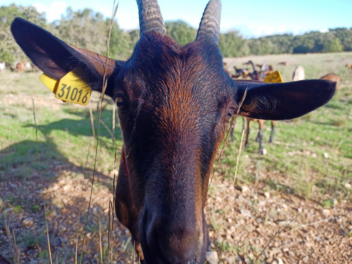 FERME L'OREE  DES CHÊNES