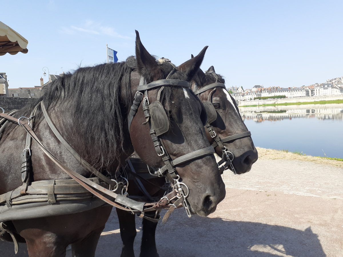 Promenades en attelage dans la vieille ville