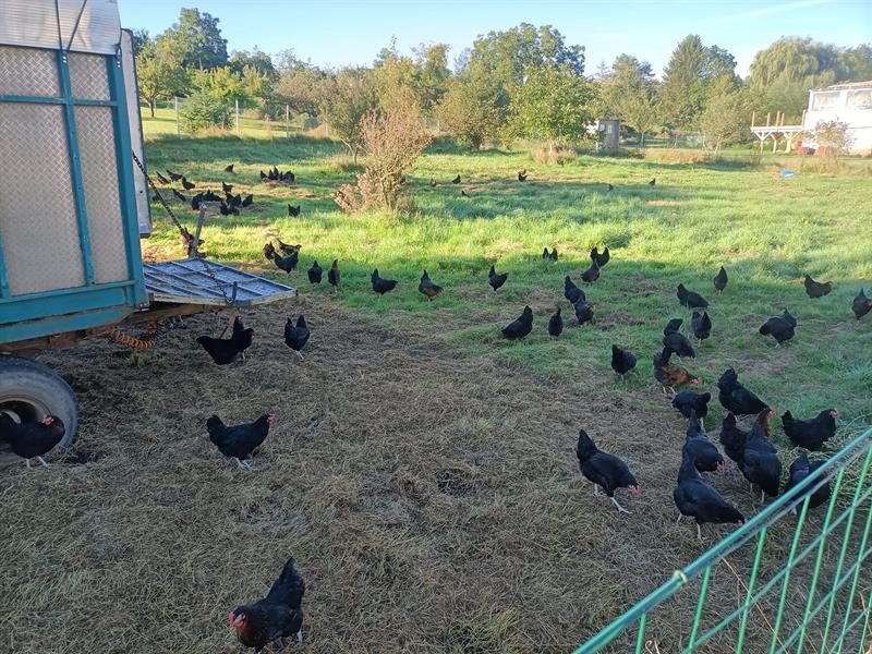 Rébecca et ses Poulettes - Ferme Gilles Juncker