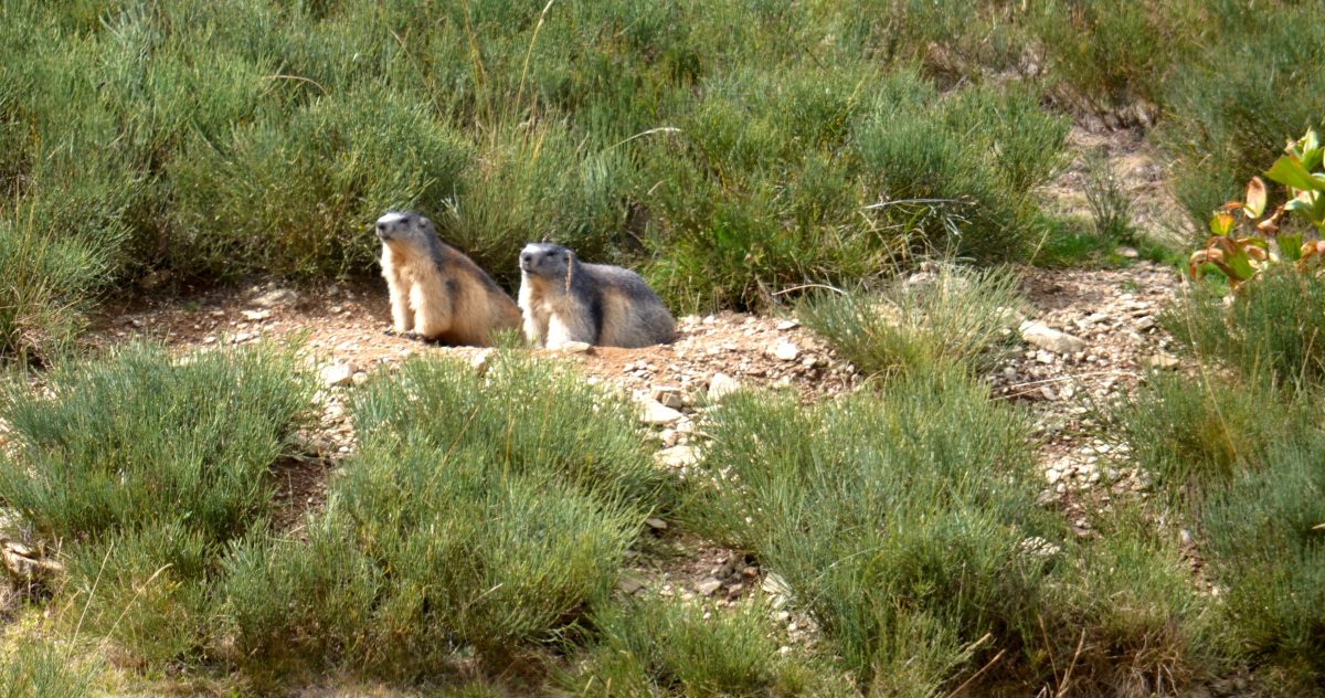BAIN DE NATURE EN HAUT CONFLENT, PETITE RANDONNEE AVEC PASSCANIGO