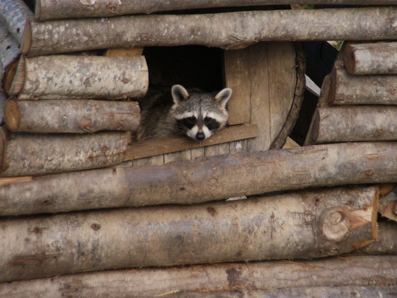 Parc animalier d'Ecouves