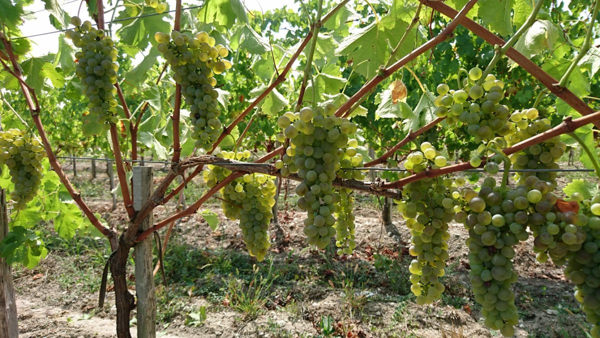 Château Le Brézéguet