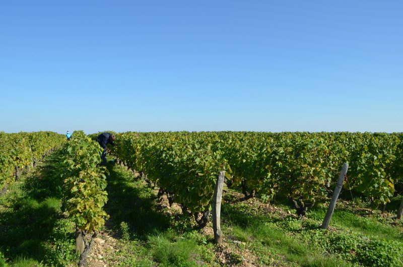 Domaine Damien PINON
