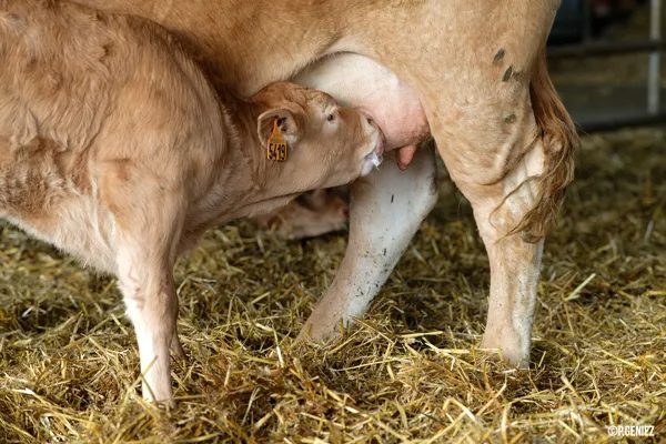Visite de fermes de Veaux d'Aveyron et du Ségala