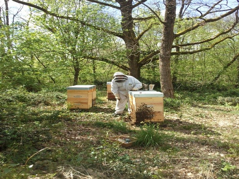 Une abeille à l’orée du bois