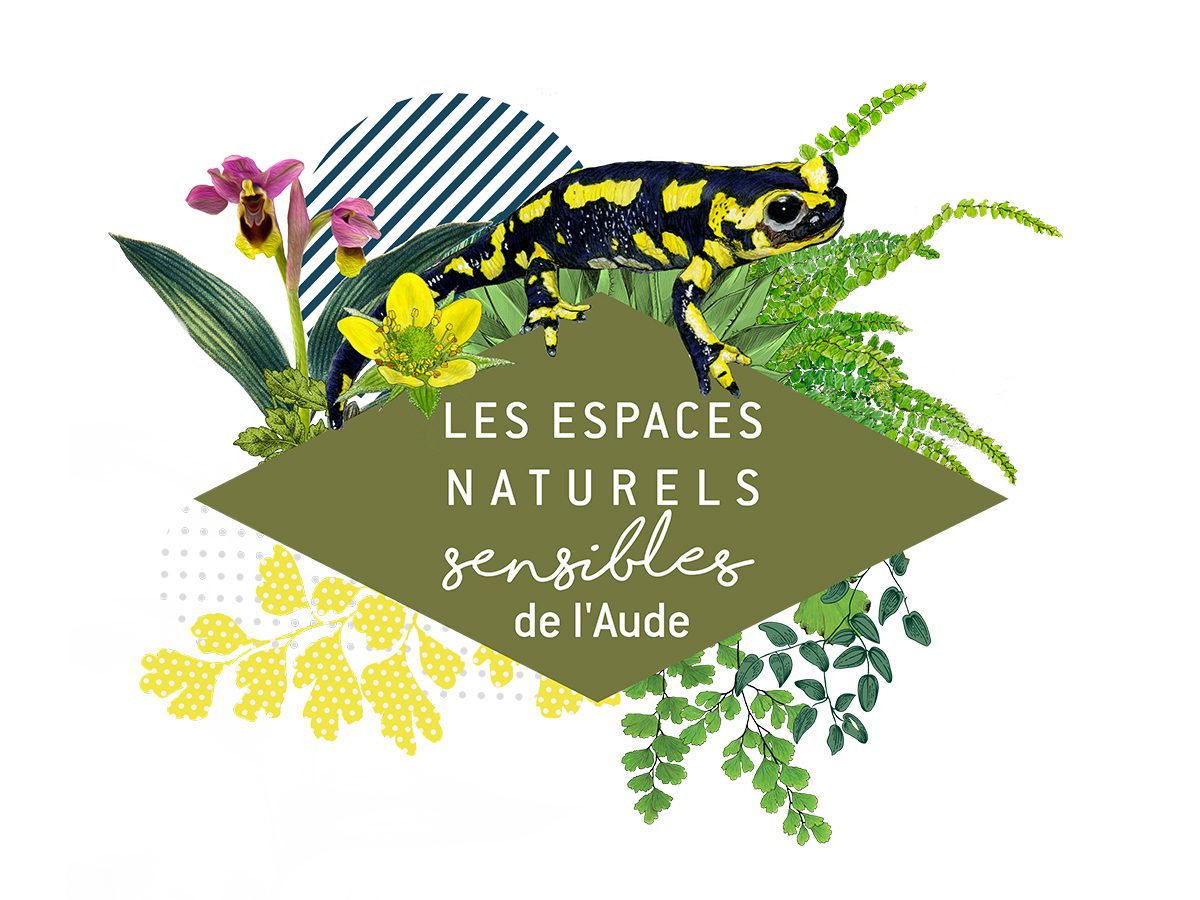 ENS - QUELLE EST CETTE MOUSSE ?
